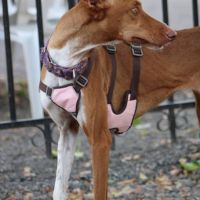 Reina, une jeune podenca de toute beauté #2