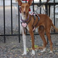 Reina, une jeune podenca de toute beauté #0