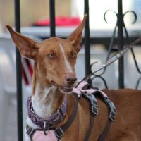 Reina, une jeune podenca de toute beauté #4