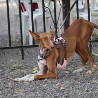 Reina, une jeune podenca de toute beauté #5