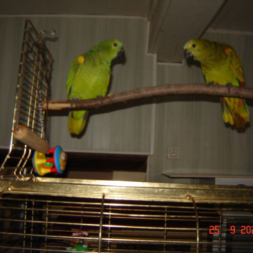 Perroquet amazone #3