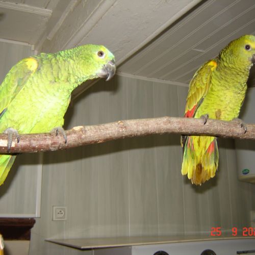 Perroquet amazone #4