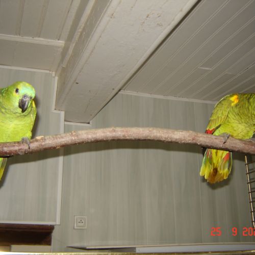 Perroquet amazone #5