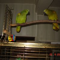 Perroquet amazone #3