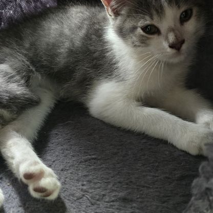 Siam, adorable chaton à l'adoption #2