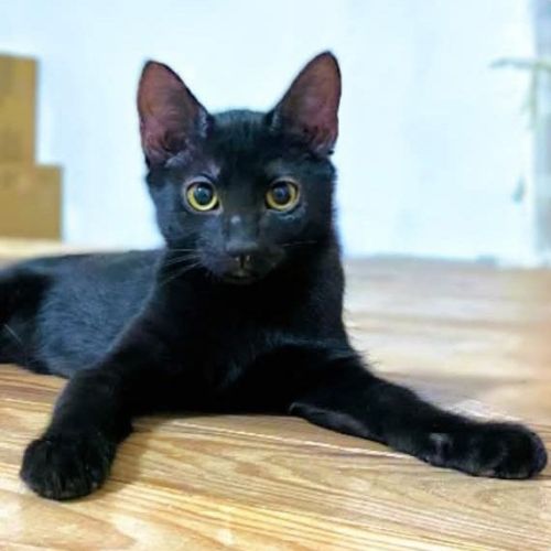 Zou, adorable chaton à l'adoption #0