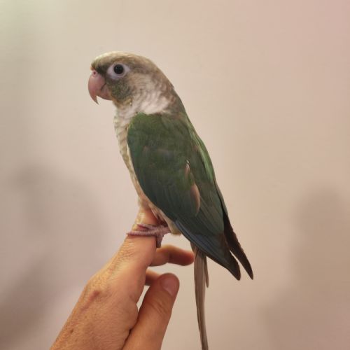 Conure de molina eam