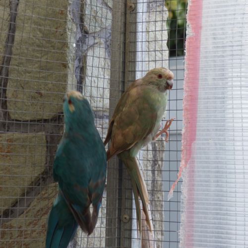 Vend couple de kakariki #4