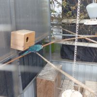 Vend couple de kakariki #0