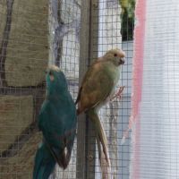 Vend couple de kakariki #4