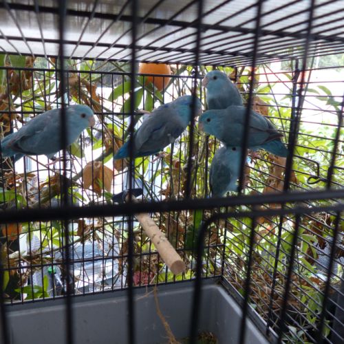 Échange ou vend perruche toui celeste #0