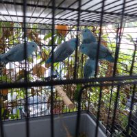 Échange ou vend perruche toui celeste