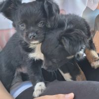 Males chihuahua #2