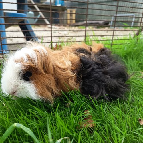 Cochon d'inde mâle lunkarya #2