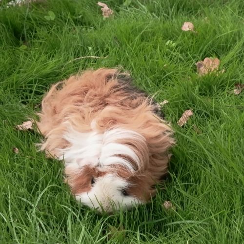 Cochon d'inde mâle lunkarya #5