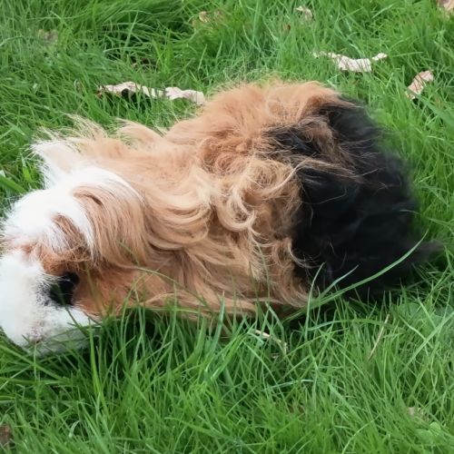 Cochon d'inde mâle lunkarya #0