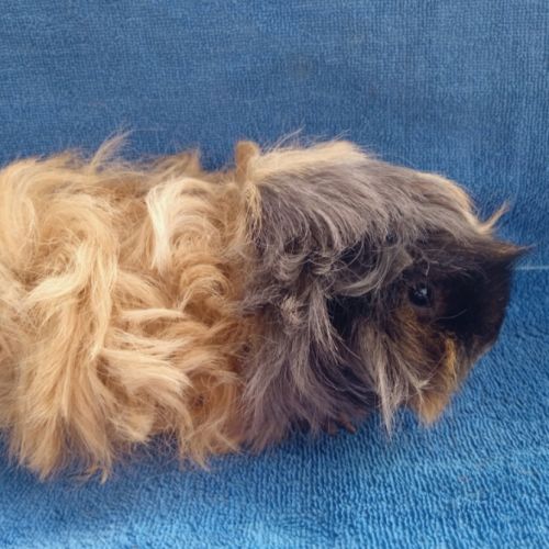 Cochon d'inde mâle lunkarya #7