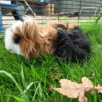 Cochon d'inde mâle lunkarya #1