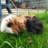 Cochon d'inde mâle lunkarya #2