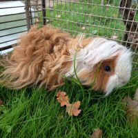 Cochon d'inde mâle lunkarya #3