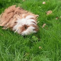 Cochon d'inde mâle lunkarya #4