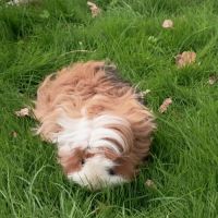 Cochon d'inde mâle lunkarya #5