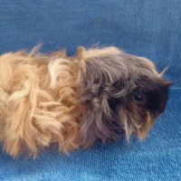 Cochon d'inde mâle lunkarya #7