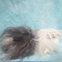 Cochon d'inde mâle lunkarya #8