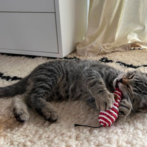 Ryu, superbe petit chaton tigré #2