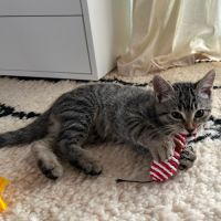 Ryu, superbe petit chaton tigré #0