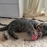 Ryu, superbe petit chaton tigré #2