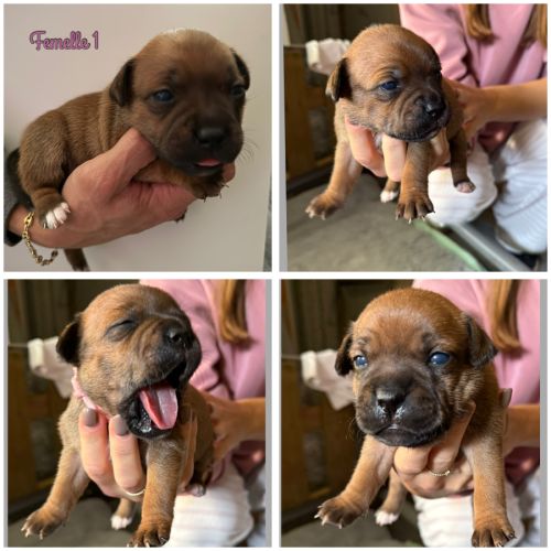 Staffordshire bull terrier #1