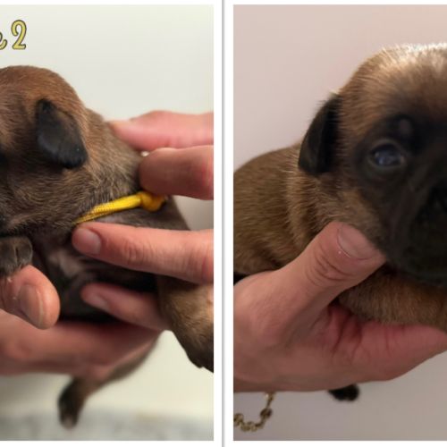 Staffordshire bull terrier #0