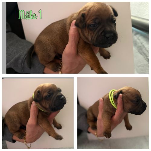 Staffordshire bull terrier #3