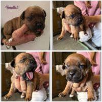 Staffordshire bull terrier #1