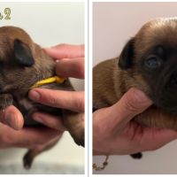 Staffordshire bull terrier