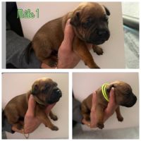 Staffordshire bull terrier #3