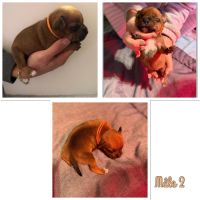 Staffordshire bull terrier #4