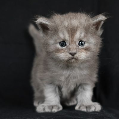 Magnifiques chatons maine coon loof à réserver #2