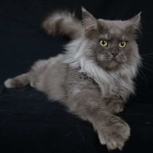 Magnifiques chatons maine coon loof à réserver #4