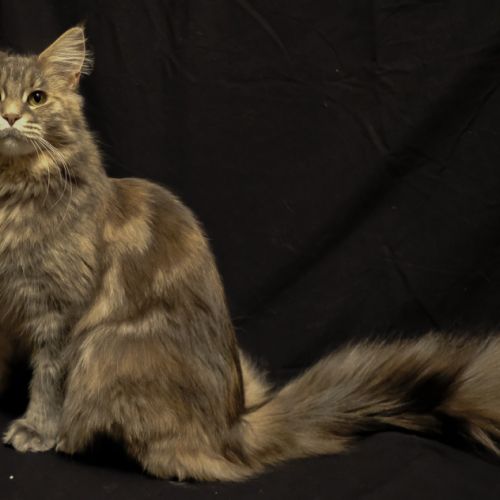 Magnifiques chatons maine coon loof à réserver #5