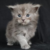 Magnifiques chatons maine coon loof à réserver #0