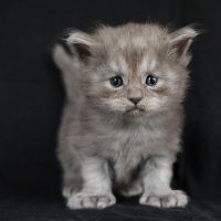 Magnifiques chatons maine coon loof à réserver #2