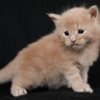 Magnifiques chatons maine coon loof à réserver #3