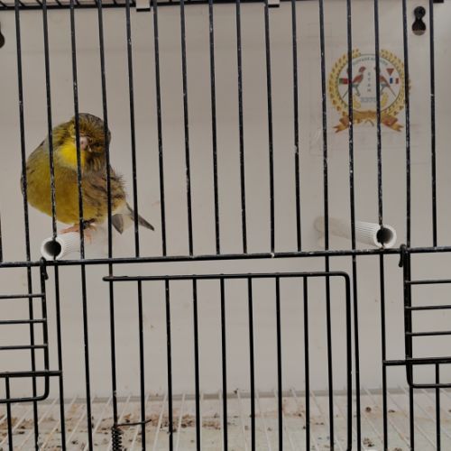 Canari gloster mâle #1