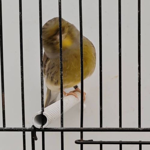 Canari gloster mâle #0