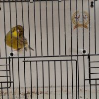 Canari gloster mâle #1