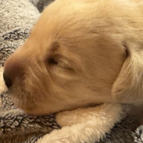 Vends chiots labrador lof #2