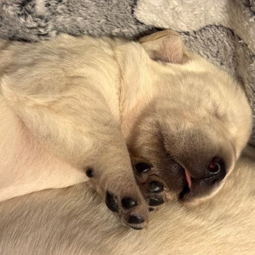 Vends chiots labrador lof #3