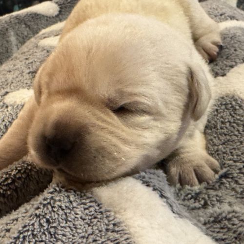 Vends chiots labrador lof #4